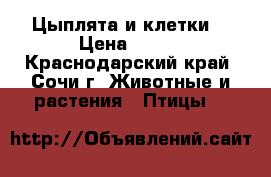 Цыплята и клетки  › Цена ­ 100 - Краснодарский край, Сочи г. Животные и растения » Птицы   